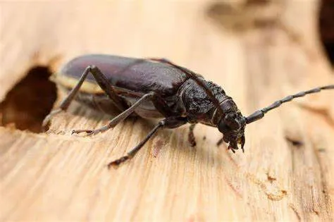 Charpente attaquée par des insectes xylophages (capricornes, vrillettes ou termites)